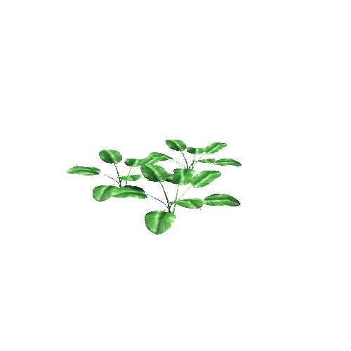 small plant6